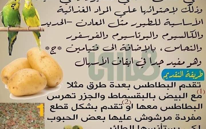 لم يتم العثور علي الصورة
