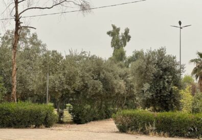بارك حديقة محلية