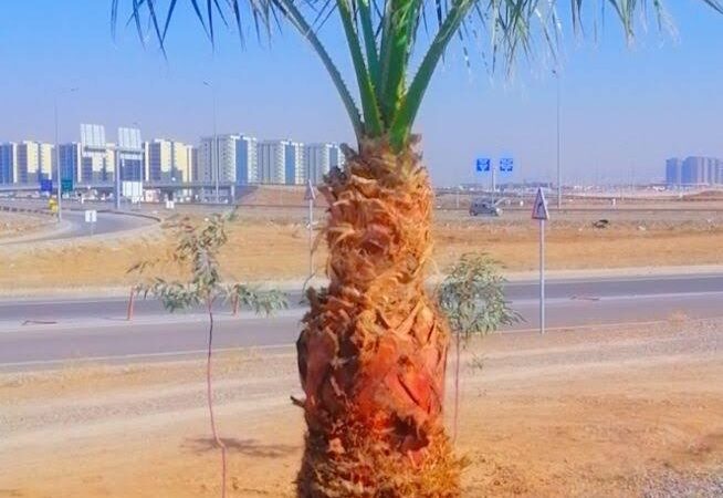 لم يتم العثور علي الصورة