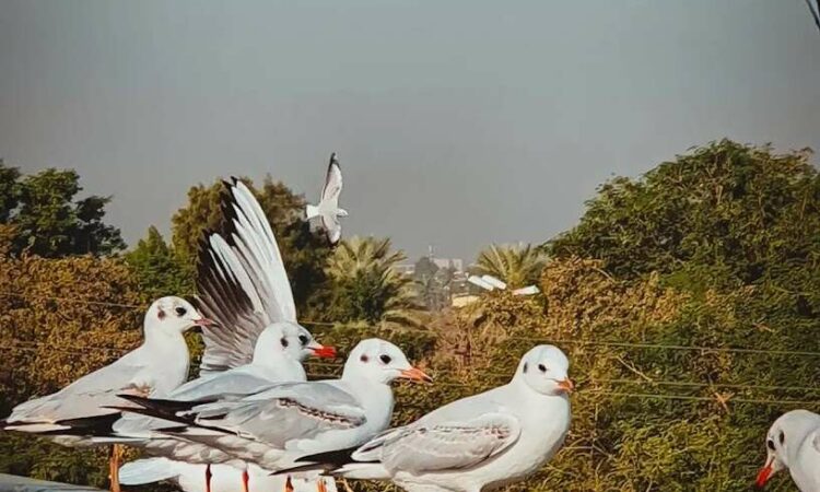 لم يتم العثور علي الصورة