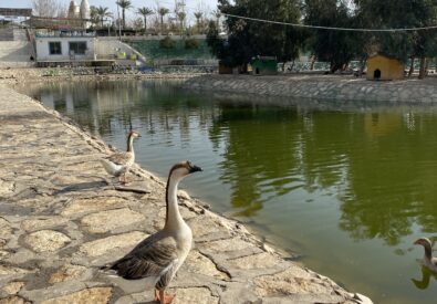حديقة حيوان أربيل