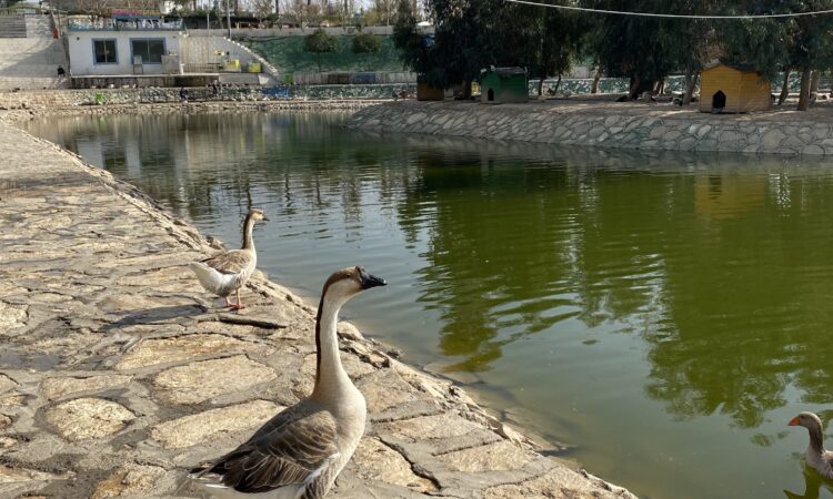 لم يتم العثور علي الصورة