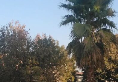 حديقة عينكاوا
