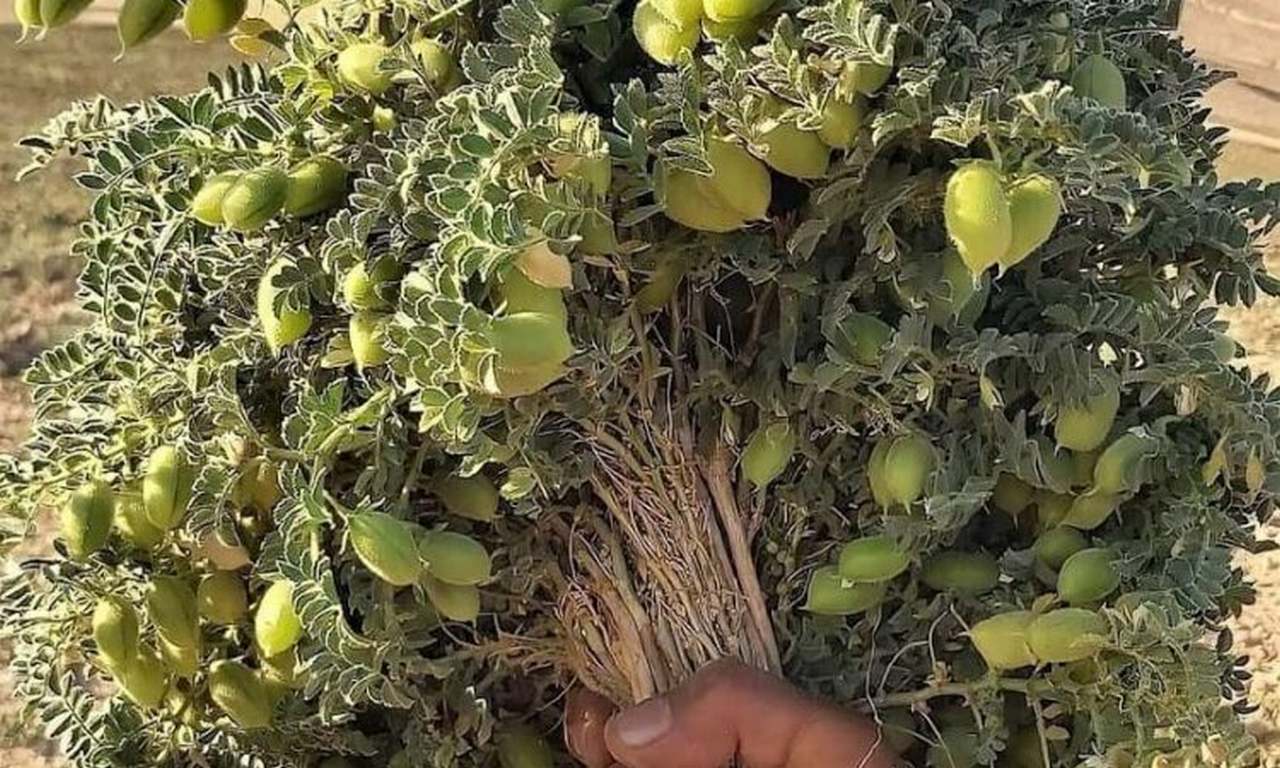 لم يتم العثور علي الصورة