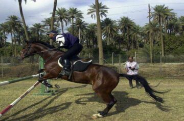 تزايد الاهتمام بالخيول العربية الأصيلة بالعراق